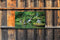 Customize-it - Japan 130x70cm Tuinschilderij