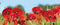 Customize-it - Klaproosjes 130x50cm Tuinschilderij