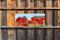Customize-it - Klaproosjes 130x50cm Tuinschilderij