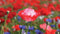Customize-it - Klaprozen 130x70cm Tuinschilderij