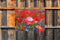 Customize-it - Klaprozen 70x50cm Tuinschilderij