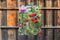 Customize-it - Klaprozen wild 50x70cm Tuinschilderij