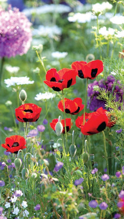 Customize-it - Klaprozen wild 70x130cm Tuinschilderij