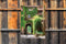 Customize-it - Klimop poes 50x70cm Tuinschilderij