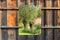 Customize-it - Knotwilgen 50x70cm Tuinschilderij