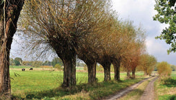 Customize-it - Knotwilgen pad 130x70cm Tuinschilderij