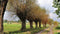Customize-it - Knotwilgen pad 130x70cm Tuinschilderij