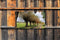 Customize-it - Knotwilgen pad 130x70cm Tuinschilderij