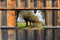 Customize-it - Knotwilgen pad 140x90cm Tuindoek