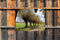 Customize-it - Knotwilgen pad 70x50cm Tuinschilderij