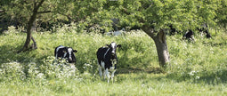 Customize-it - Koeien 130x50cm Tuinschilderij
