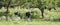 Customize-it - Koeien 130x50cm Tuinschilderij