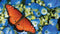 Customize-it - Koningsvlinder 130x70cm Tuinschilderij