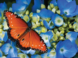 Customize-it - Koningsvlinder 70x50cm Tuinschilderij