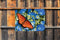 Customize-it - Koningsvlinder 70x50cm Tuinschilderij
