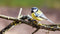 Customize-it - Koolmees tak 130x70cm Tuinschilderij