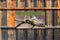 Customize-it - Koolmees tak 130x70cm Tuinschilderij