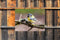 Customize-it - Koolmees tak 70x50cm Tuinschilderij