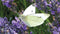 Customize-it - Koolwitje op lavendel 130x70cm wit Tuinschilderij