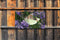 Customize-it - Koolwitje op lavendel 130x70cm wit Tuinschilderij