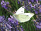 Customize-it - Koolwitje op lavendel 70x50cm Tuinschilderij