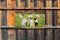 Customize-it - Lammetjes 130x70cm Tuinschilderij