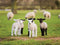 Customize-it - Lammetjes 70x50cm Tuinschilderij