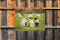 Customize-it - Lammetjes 70x50cm Tuinschilderij