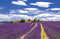 Customize-it - Lavendel 140x90cm Tuindoek