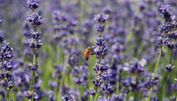 Customize-it - Lavendel wesp 130x70cm Tuinschilderij