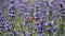 Customize-it - Lavendel wesp 130x70cm Tuinschilderij