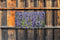Customize-it - Lavendel wesp 130x70cm Tuinschilderij