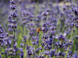 Customize-it - Lavendel wesp 70x50cm Tuinschilderij