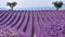 Customize-it - Lavendelveld 130x70cm Tuinschilderij