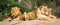 Customize-it - Leeuwen 130x50cm Tuinschilderij