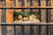 Customize-it - Leeuwen 130x50cm Tuinschilderij