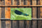 Customize-it - Libelle 130x70cm Tuinschilderij