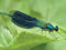 Customize-it - Libelle 70x50cm Tuinschilderij