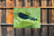 Customize-it - Libelle 70x50cm Tuinschilderij