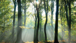 Customize-it - Lichtinval in bos 130x70cm Tuinschilderij