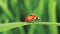 Customize-it - Lieveheersbeestje 130x70cm Tuinschilderij