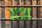 Customize-it - Lieveheersbeestje 130x70cm Tuinschilderij