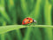 Customize-it - Lieveheersbeestje 70x50cm Tuinschilderij