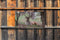 Customize-it - Liggend hert in bos 130x70cm Tuinschilderij