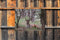 Customize-it - Liggend hert in bos 70x50cm Tuinschilderij