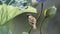 Customize-it - Lotus mus 130x70cm Tuinschilderij