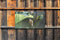 Customize-it - Lotus mus 130x70cm Tuinschilderij
