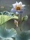 Customize-it - Lotus mus 50x70cm Tuinschilderij