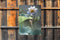 Customize-it - Lotus mus 50x70cm Tuinschilderij