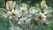 Customize-it - Lotusbloemen 130x70cm Tuinschilderij
